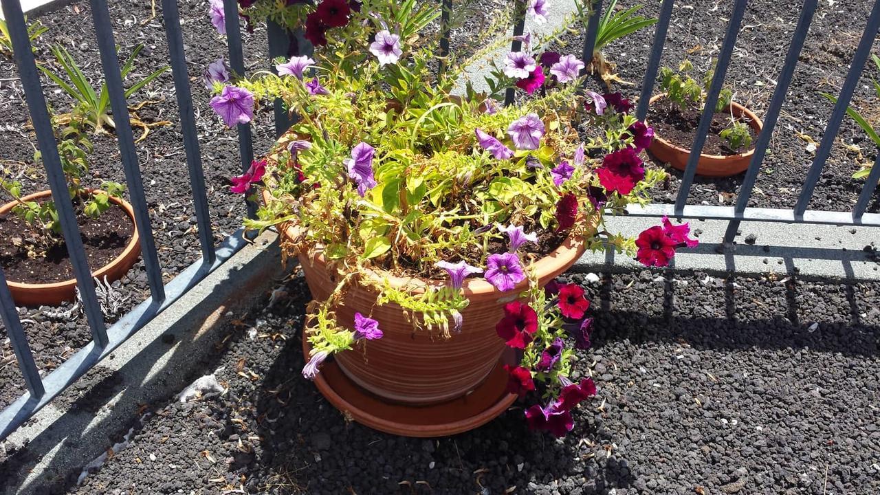Paraiso Das Flores Estreito Da Calheta Eksteriør bilde
