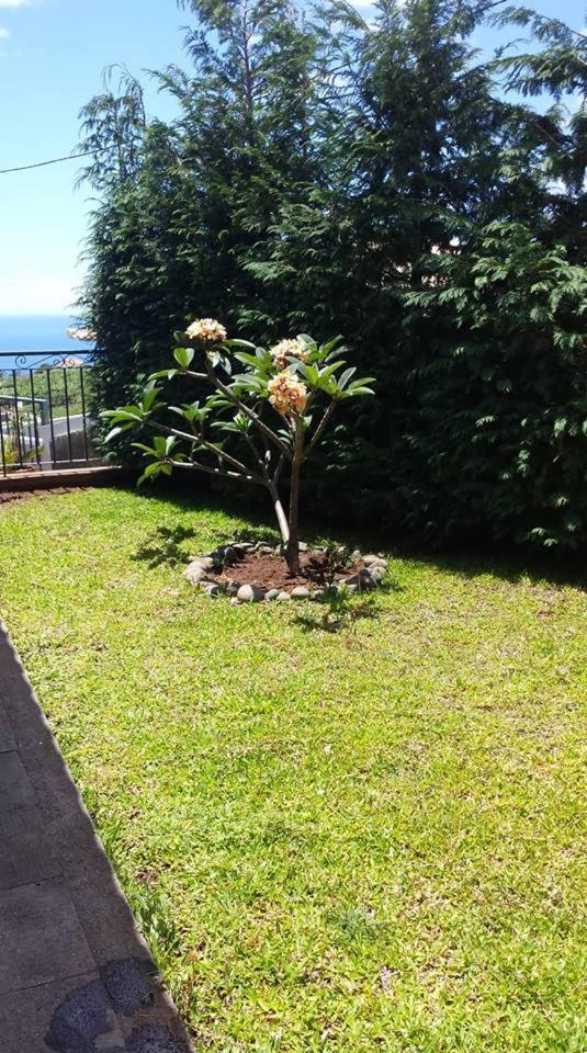 Paraiso Das Flores Estreito Da Calheta Eksteriør bilde