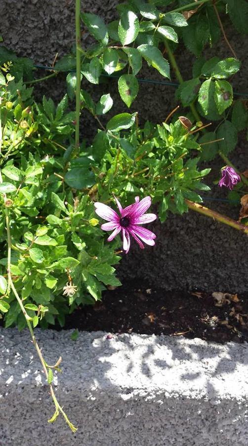 Paraiso Das Flores Estreito Da Calheta Eksteriør bilde