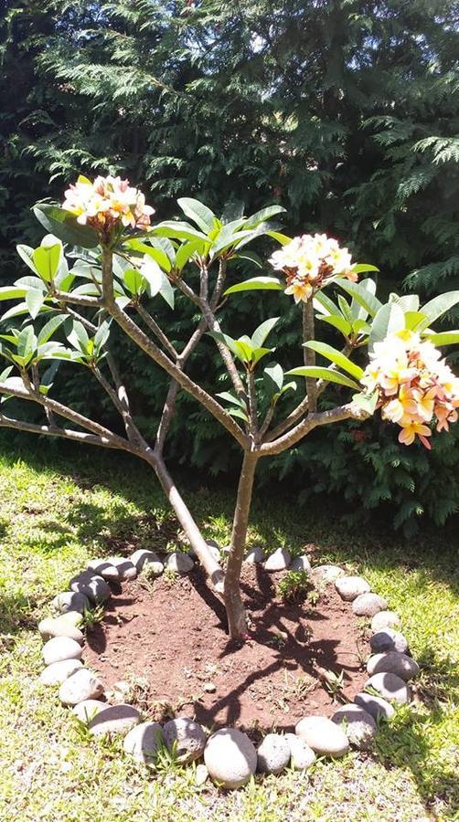 Paraiso Das Flores Estreito Da Calheta Eksteriør bilde